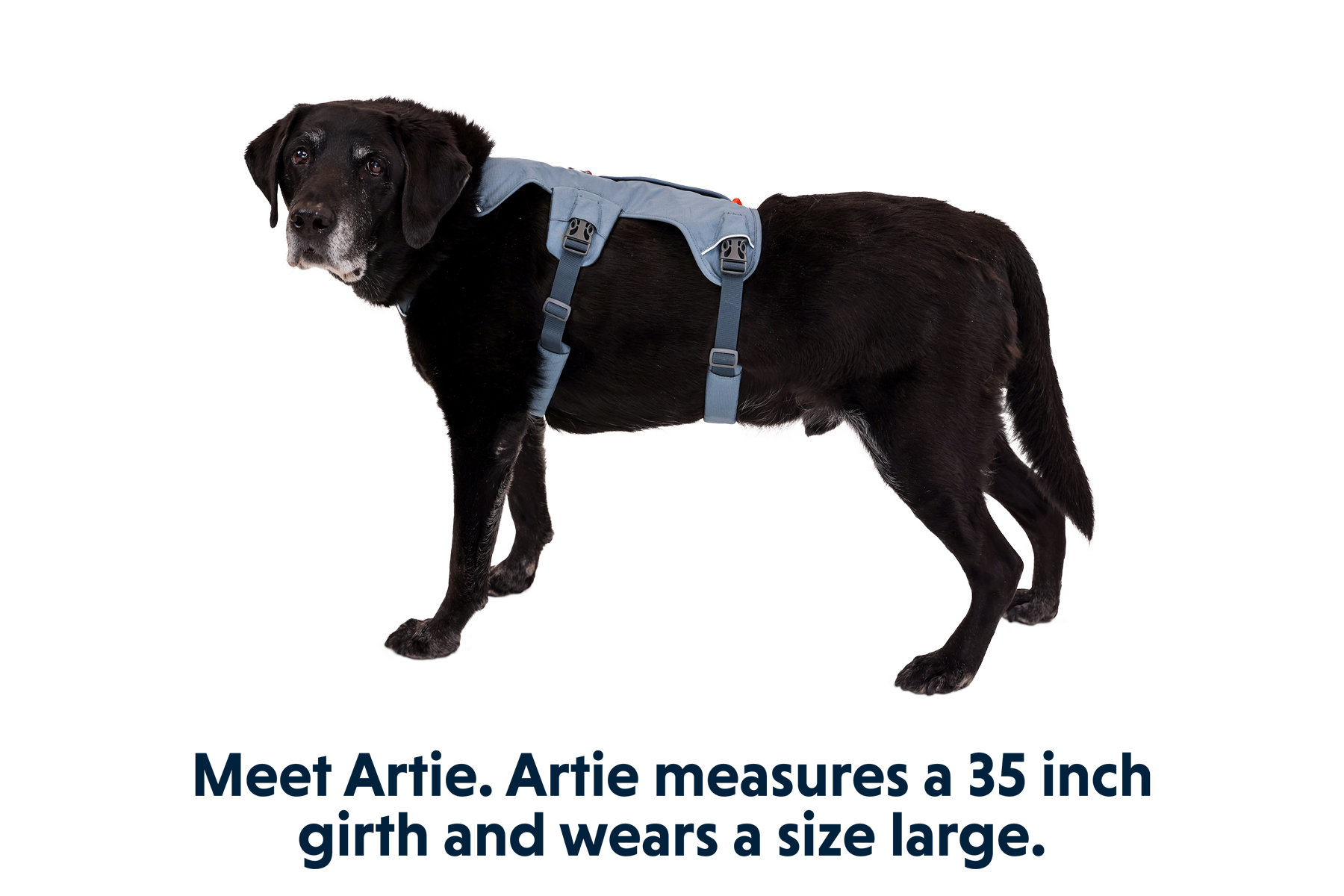 Web Master™ Dog Harness with Handle