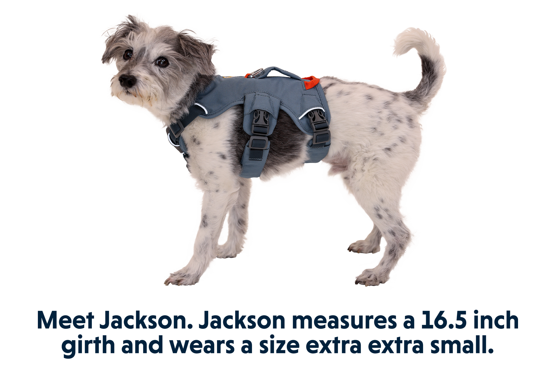 Web Master™ Dog Harness with Handle