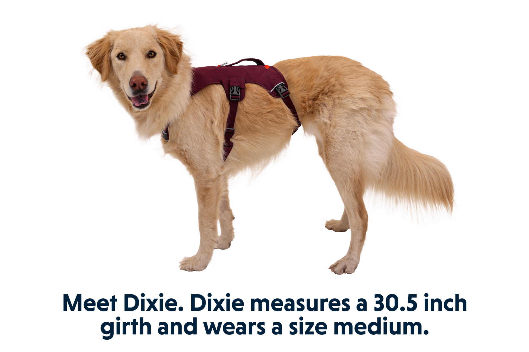 Web Master™ Dog Harness with Handle