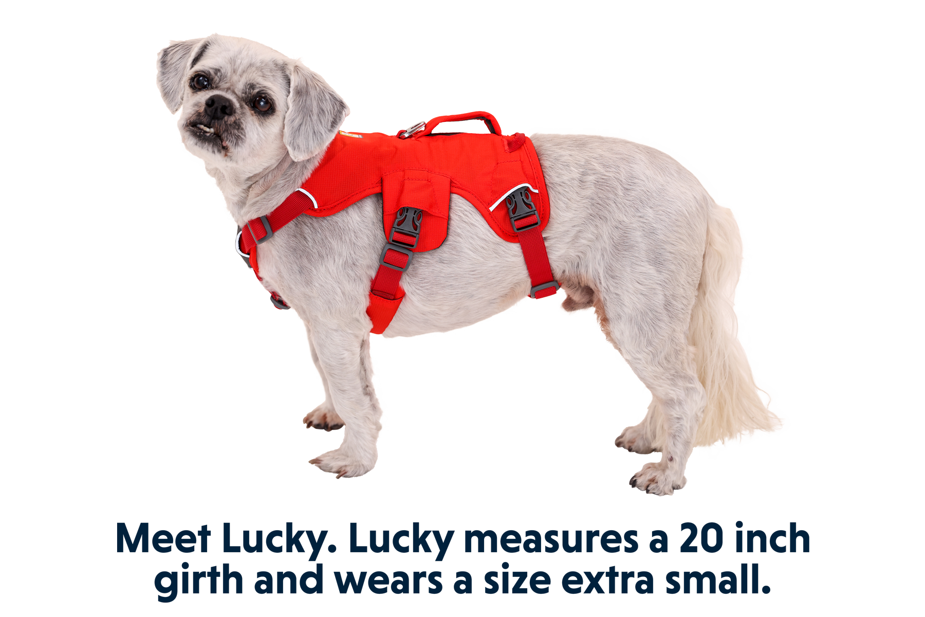 Web Master™ Dog Harness with Handle