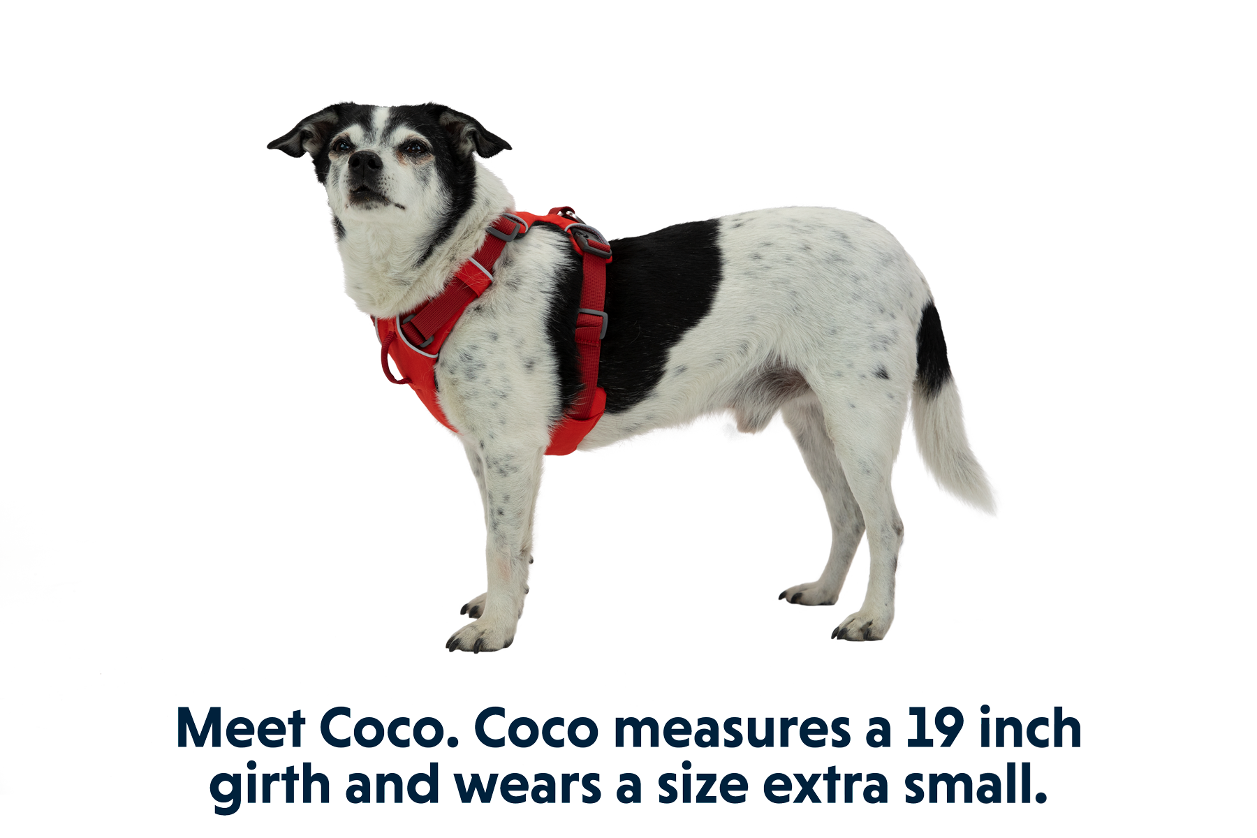 Front Range® Dog Harness