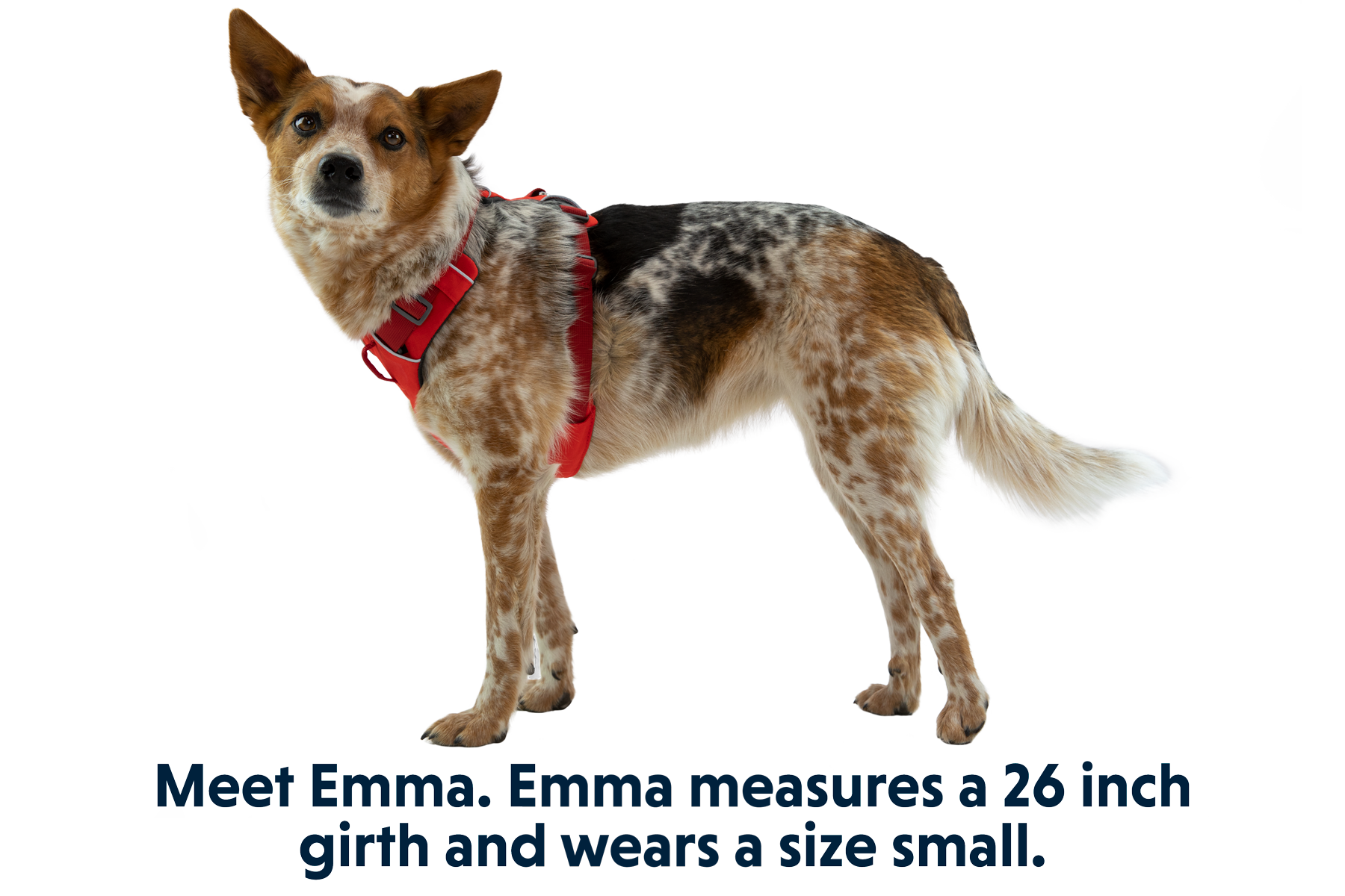 Front Range® Dog Harness