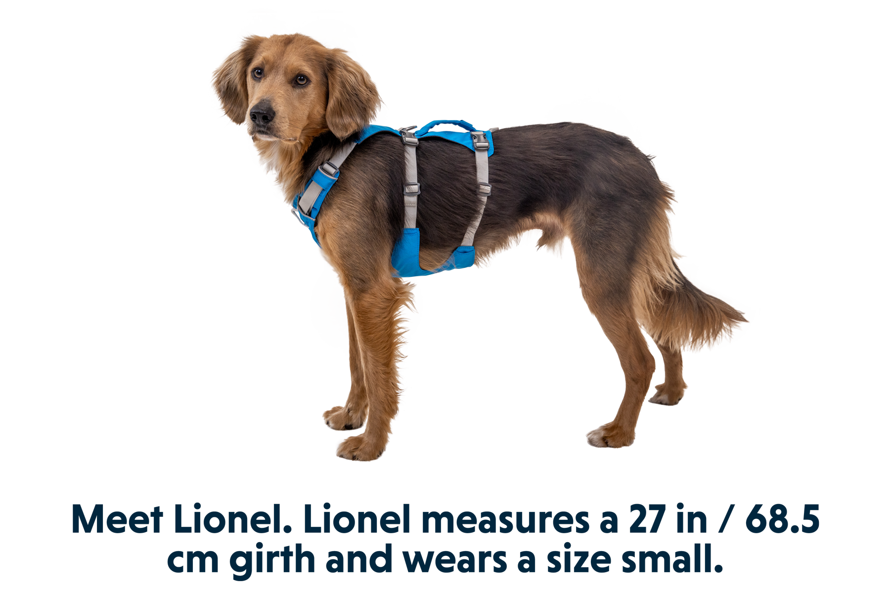 Flagline™ Dog Harness with Handle