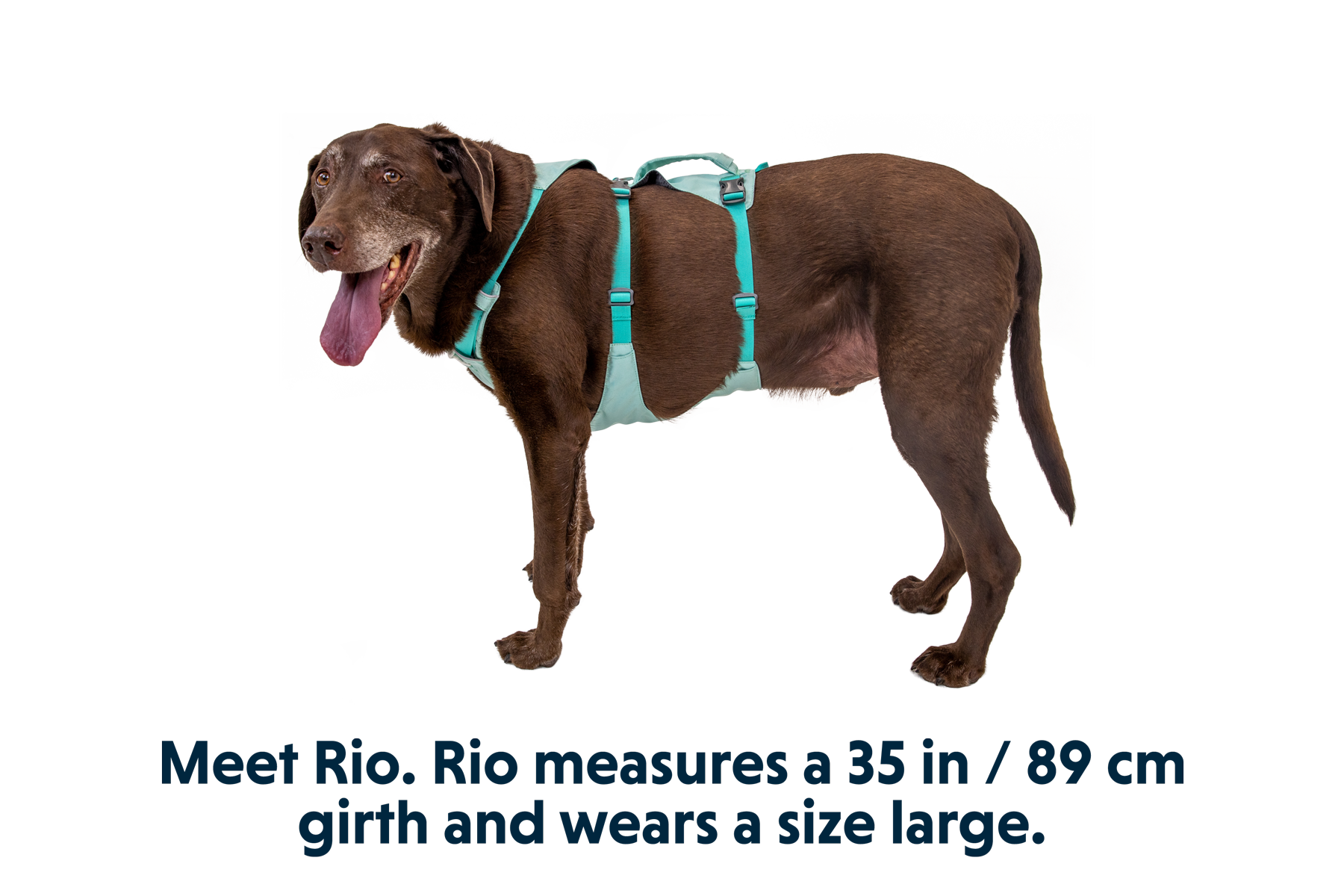 Flagline™ Dog Harness with Handle