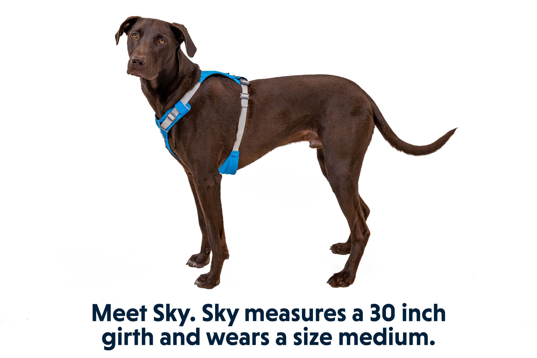 Hi & Light™ Lightweight Dog Harness