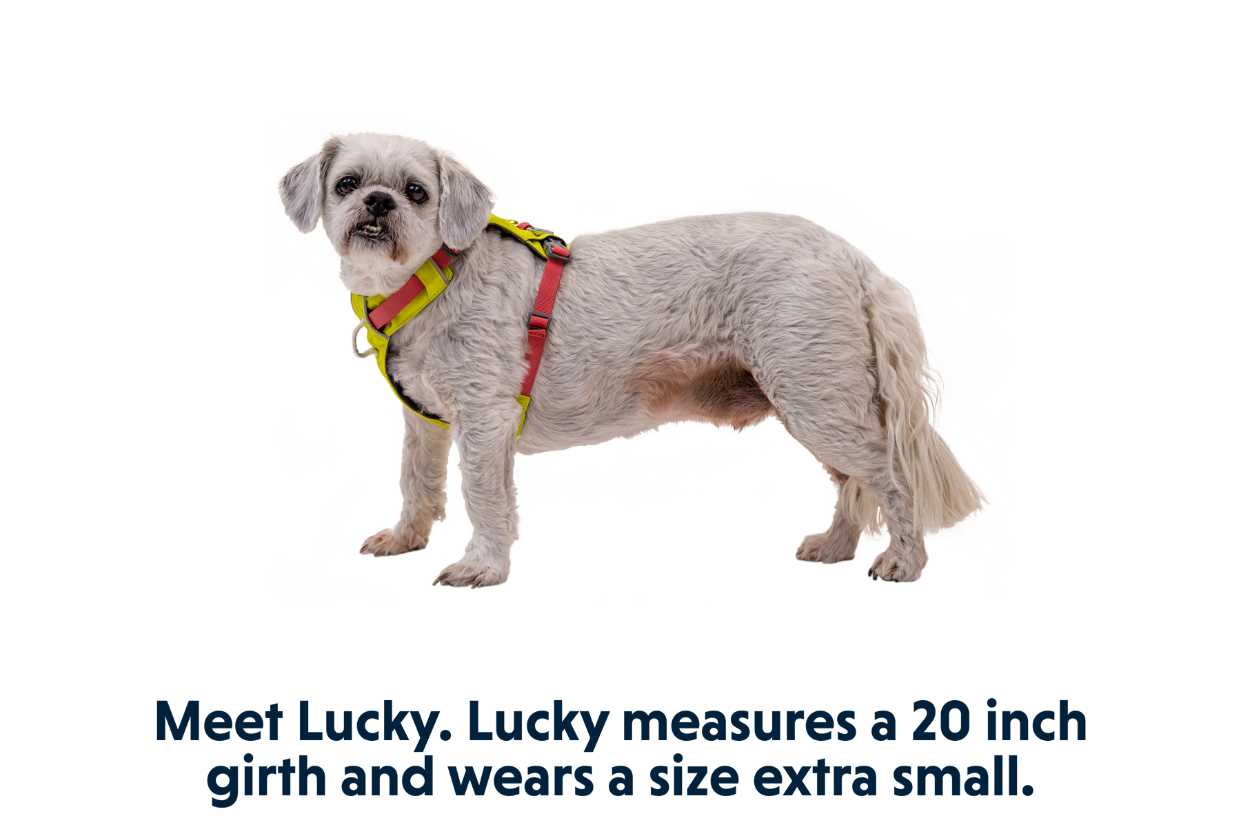 Hi & Light™ Lightweight Dog Harness