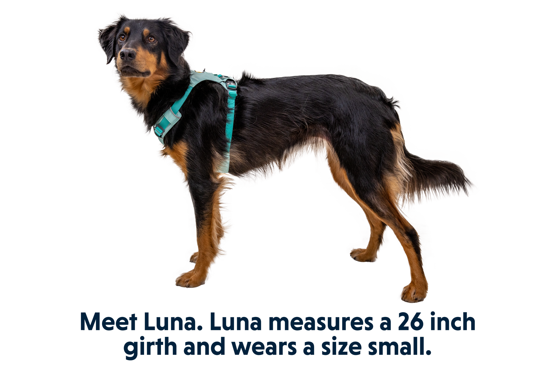 Hi & Light™ Lightweight Dog Harness