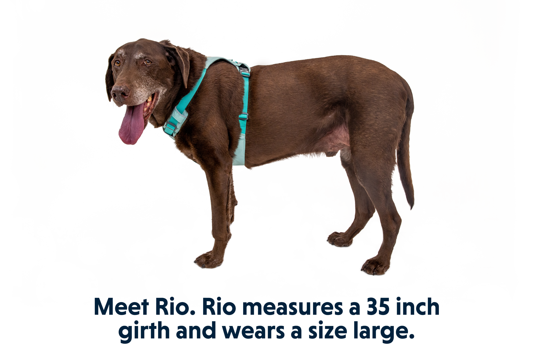 Hi & Light™ Lightweight Dog Harness