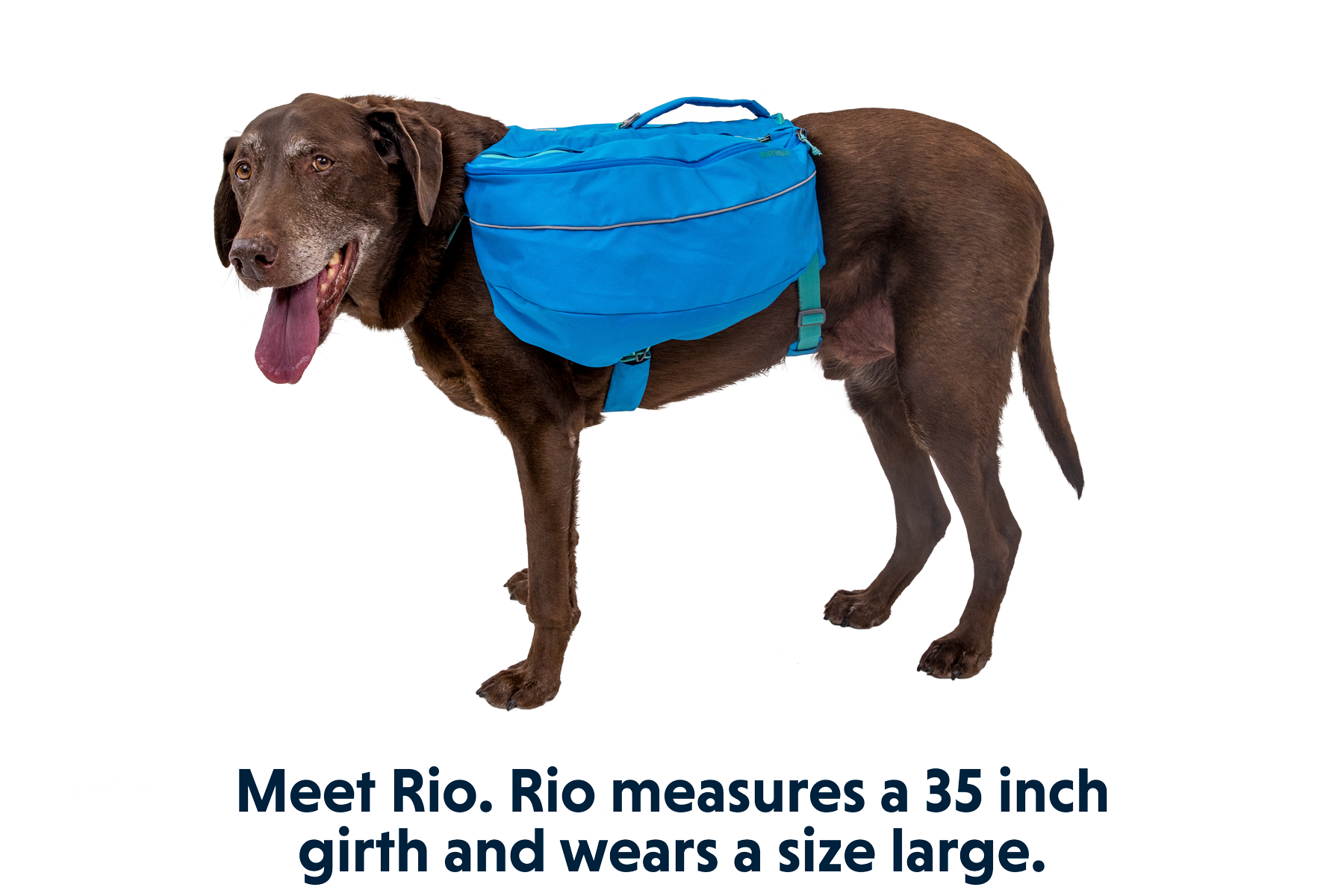 Approach™ Dog Backpack