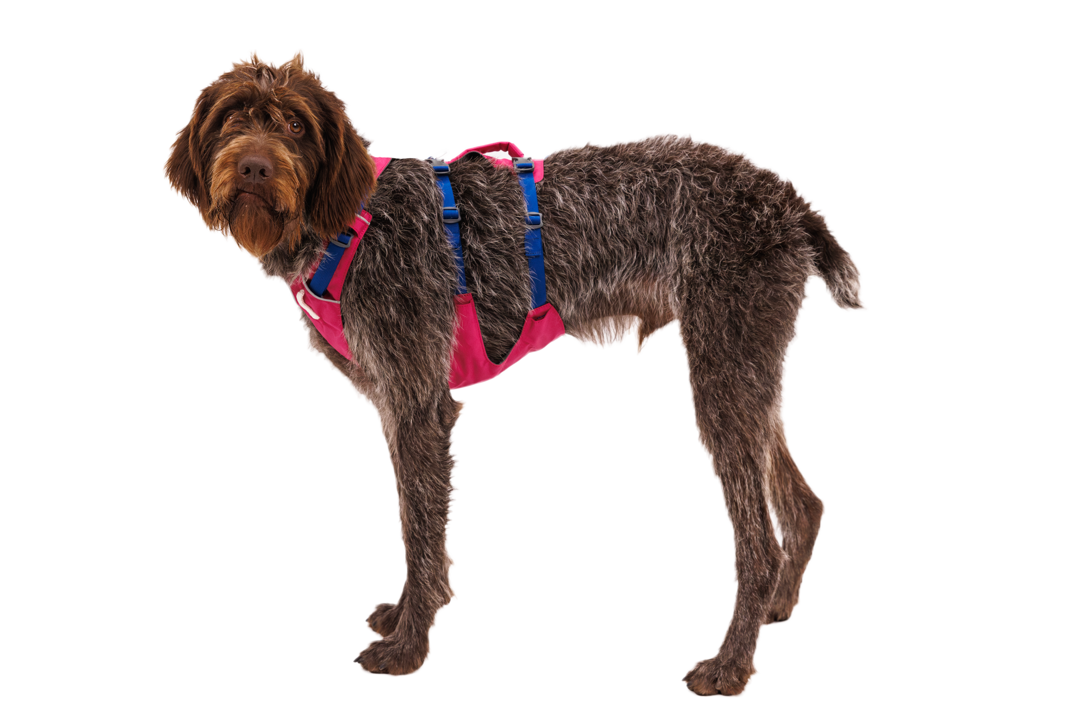 Flagline™ Dog Harness with Handle