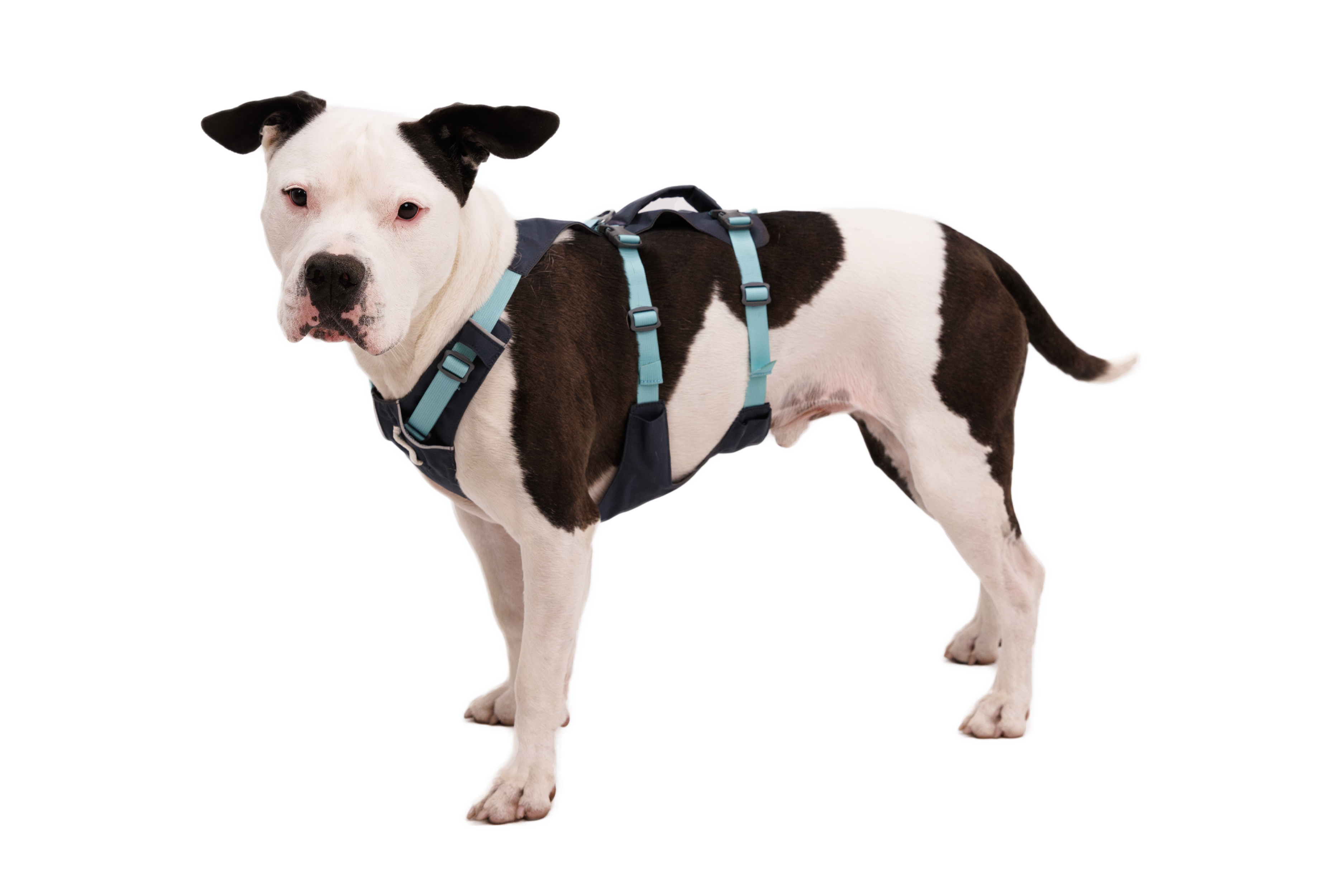 Flagline™ Dog Harness with Handle