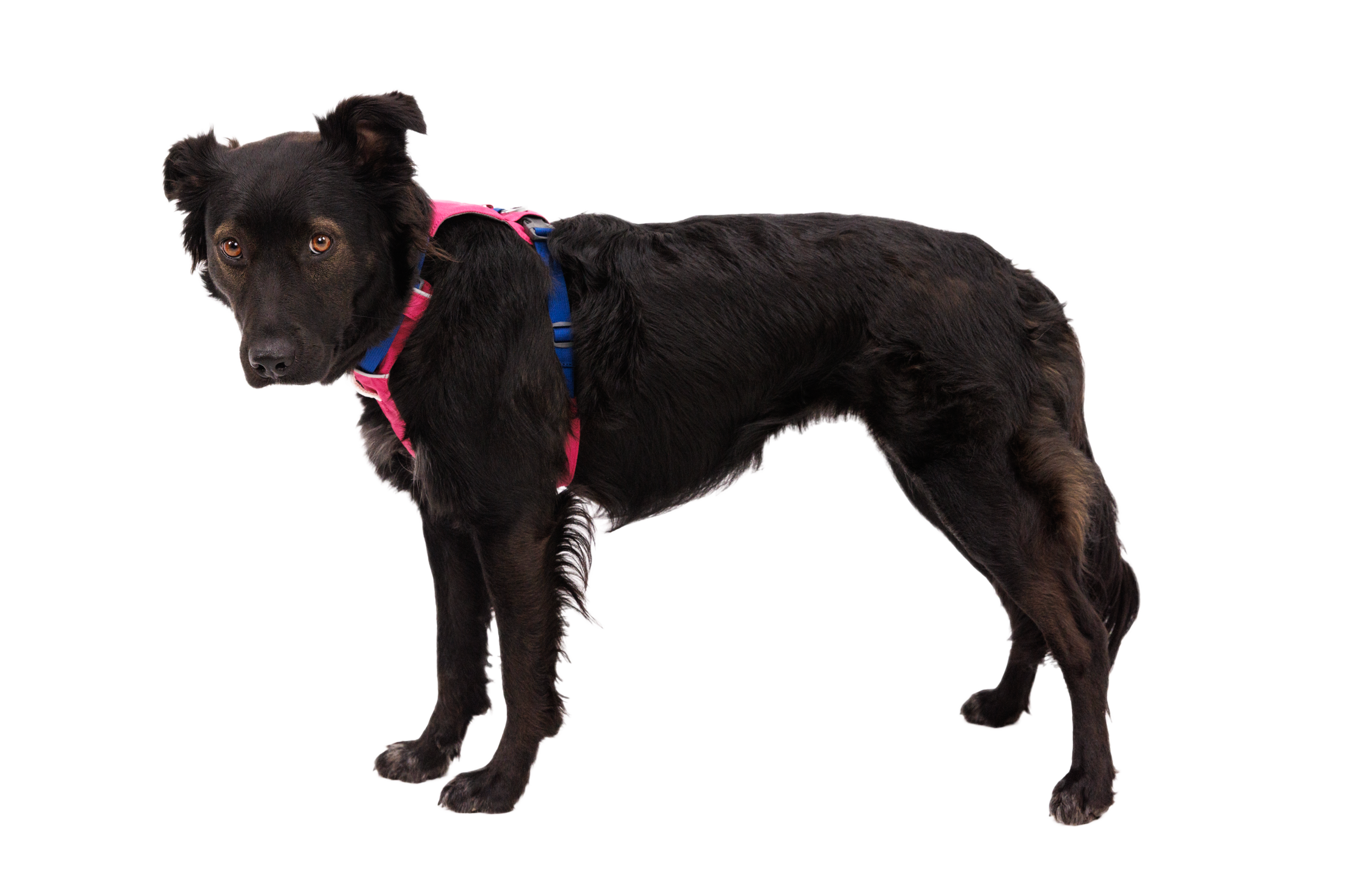 Hi & Light™ Lightweight Dog Harness