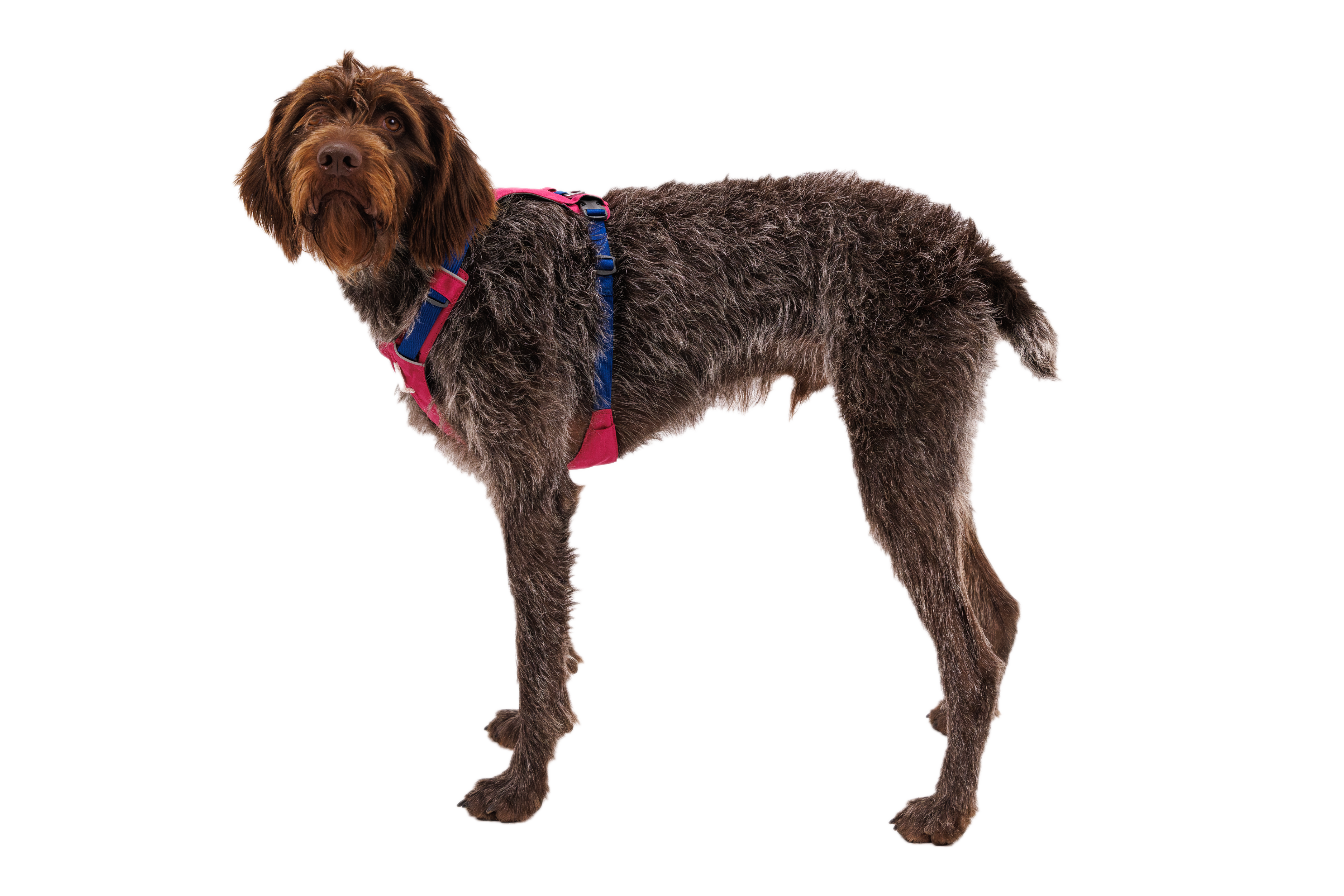 Hi & Light™ Lightweight Dog Harness