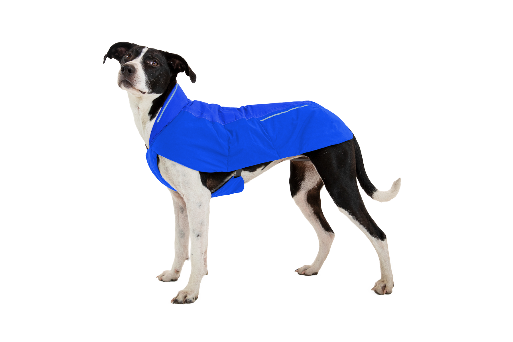 Vert™ Dog Jacket