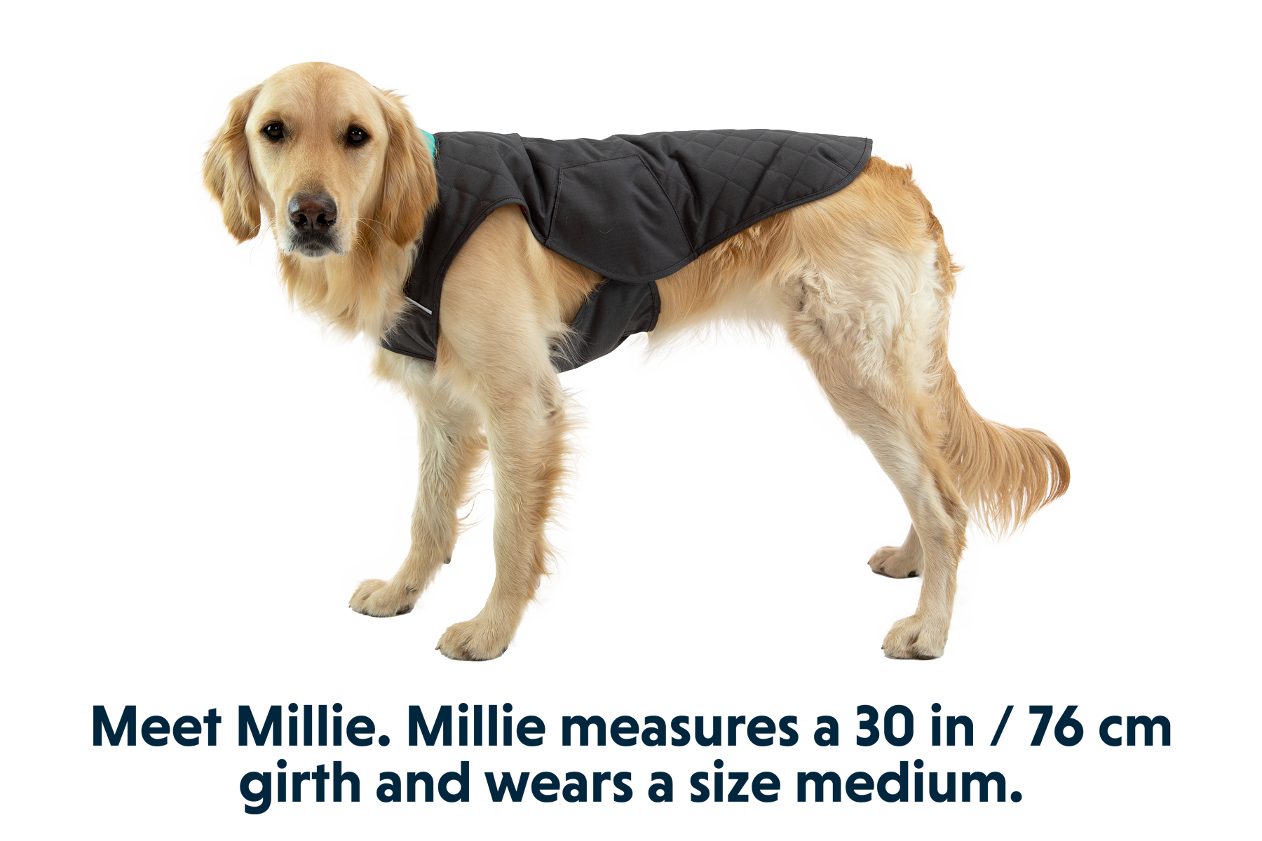 Stumptown™ Quilted Dog Coat