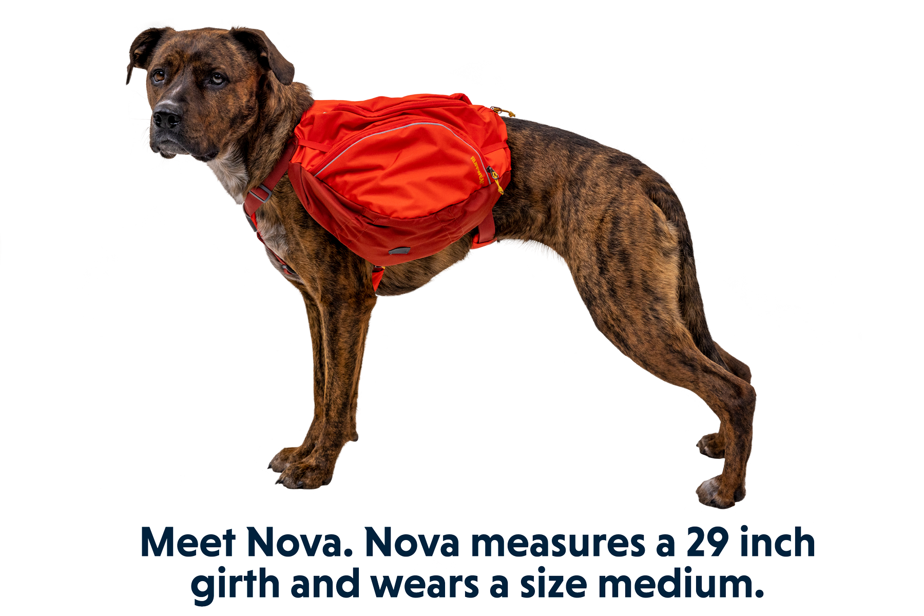 Palisades™ Dog Backpack