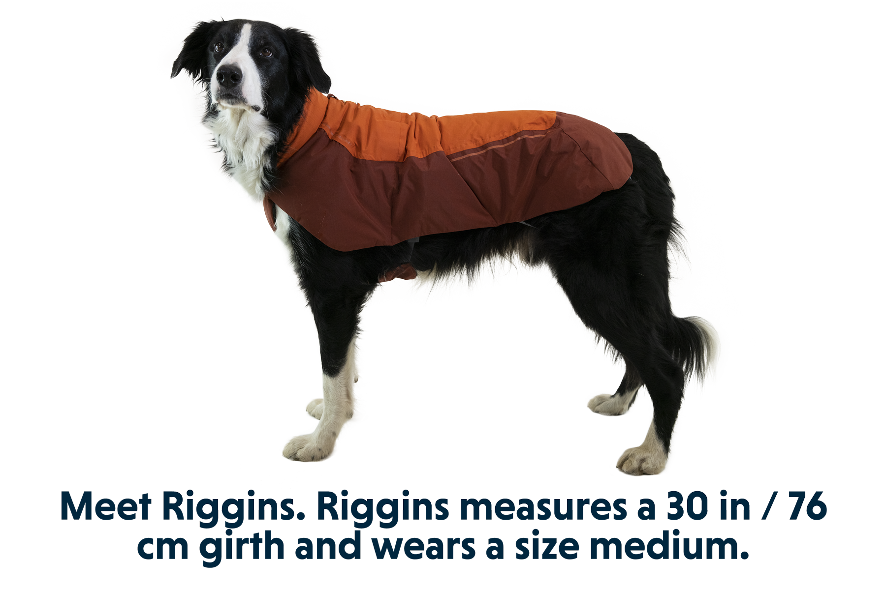 Vert™ Dog Jacket