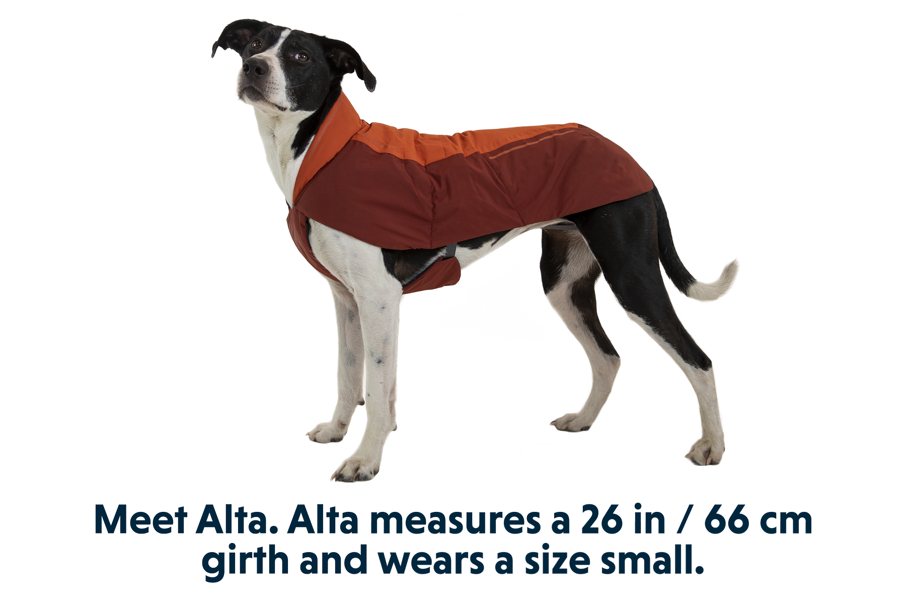 Vert™ Dog Jacket