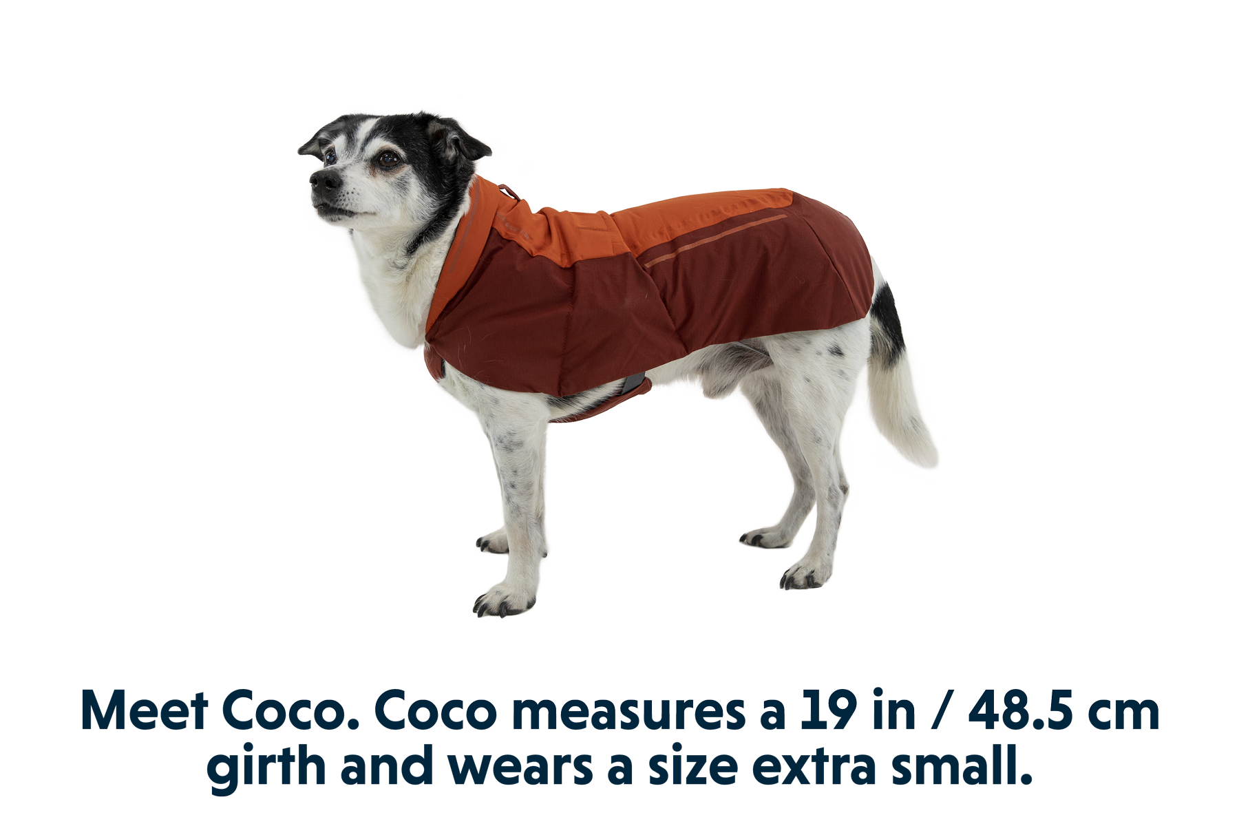 Vert™ Dog Jacket